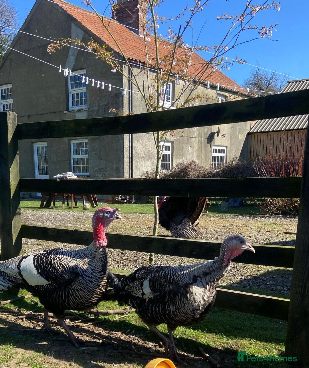 Turkeys poultry for sale: Mixed turkey poults / growers  - Image 7