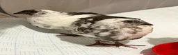 Quail poultry for sale: 6 Japanese Coturnix Quail x6 (2 Males & 4 Females) - Advert 3