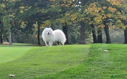 Samoyed dogs for stud: Samoyed  - Image 7