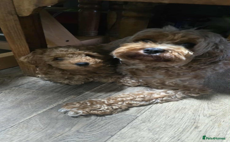 Cavapoo dogs - Advert 2