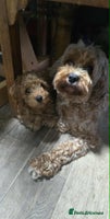 Cavapoo dogs - Advert 3