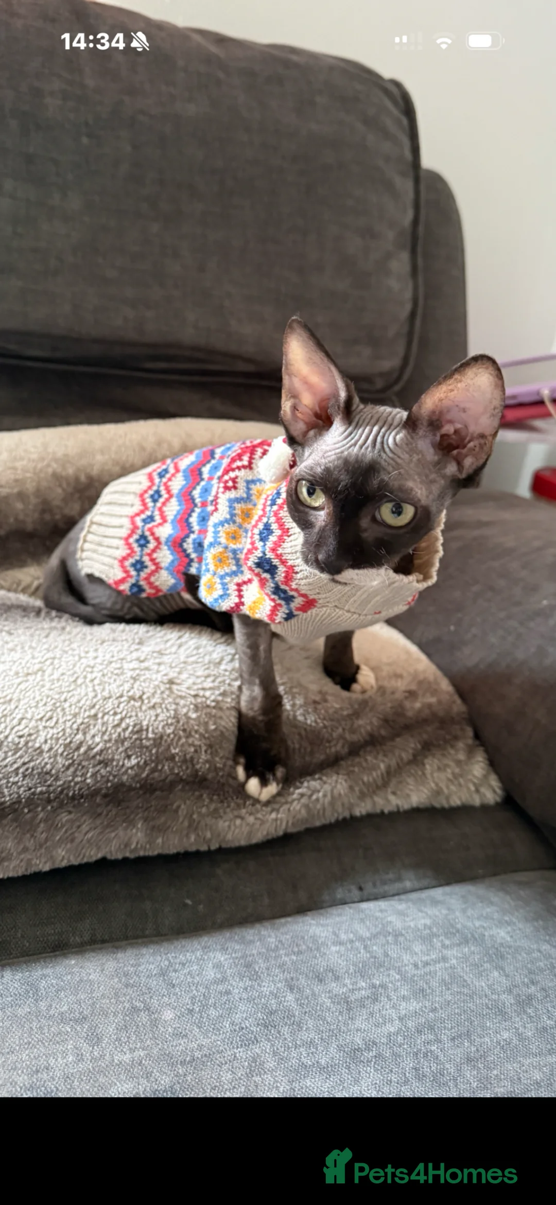 Sphynx cats for sale: Black and white sphynx  kitten - Advert 7