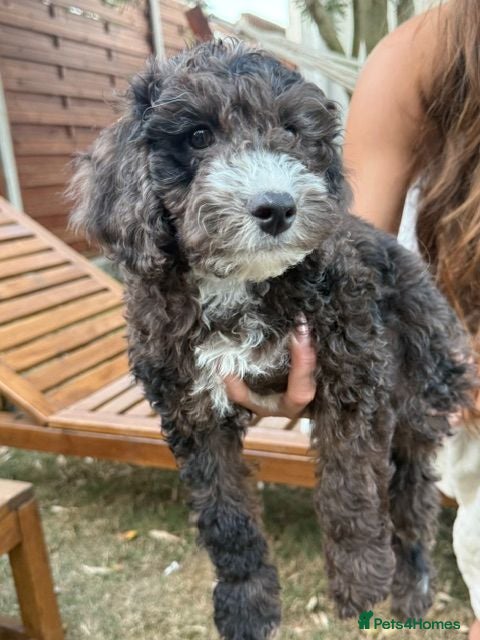 Cockapoo dogs *LAST 3 LEFT READY TO LEAVE*F1B Cockapoos🐶 - Advert 10