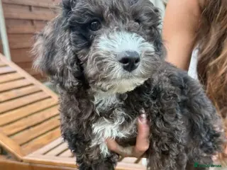 Cockapoo dogs *LAST 3 LEFT READY TO LEAVE*F1B Cockapoos🐶 - Advert 1