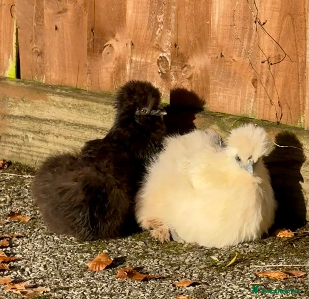 Chickens poultry for sale: 🐔 COMPLETE CHICKEN FLOCK & SETUP FOR SALE 🐔 - Advert 10