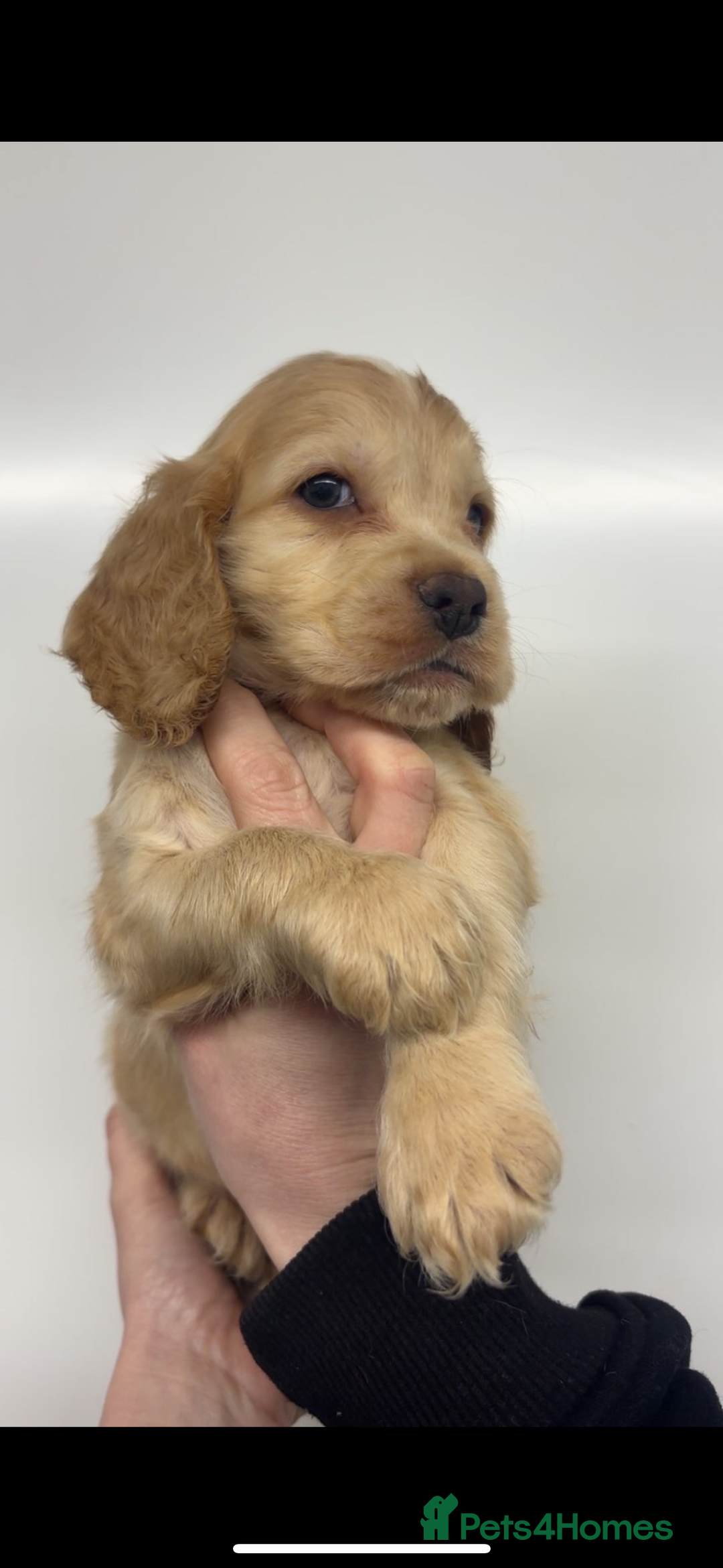 Cocker Spaniel dogs for sale: 100% sable show cockers  - Advert 1