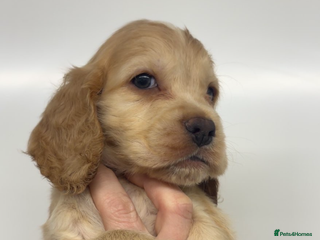 Cocker Spaniel dogs 100% sable show cockers - Advert 9