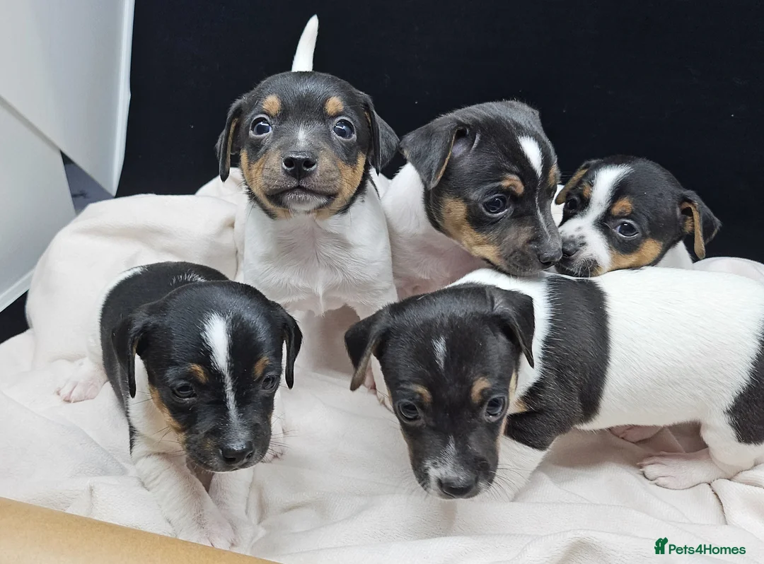 Jack Russell dogs for sale: From Our family to Yours  - Advert 2