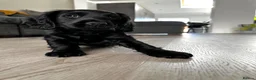 Cocker Spaniel dogs for sale: KC Registered Cocker Spaniels– 🔥READY NOW🔥 - Advert 4