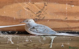 Doves birds for sale: Diamond dove - Advert 1