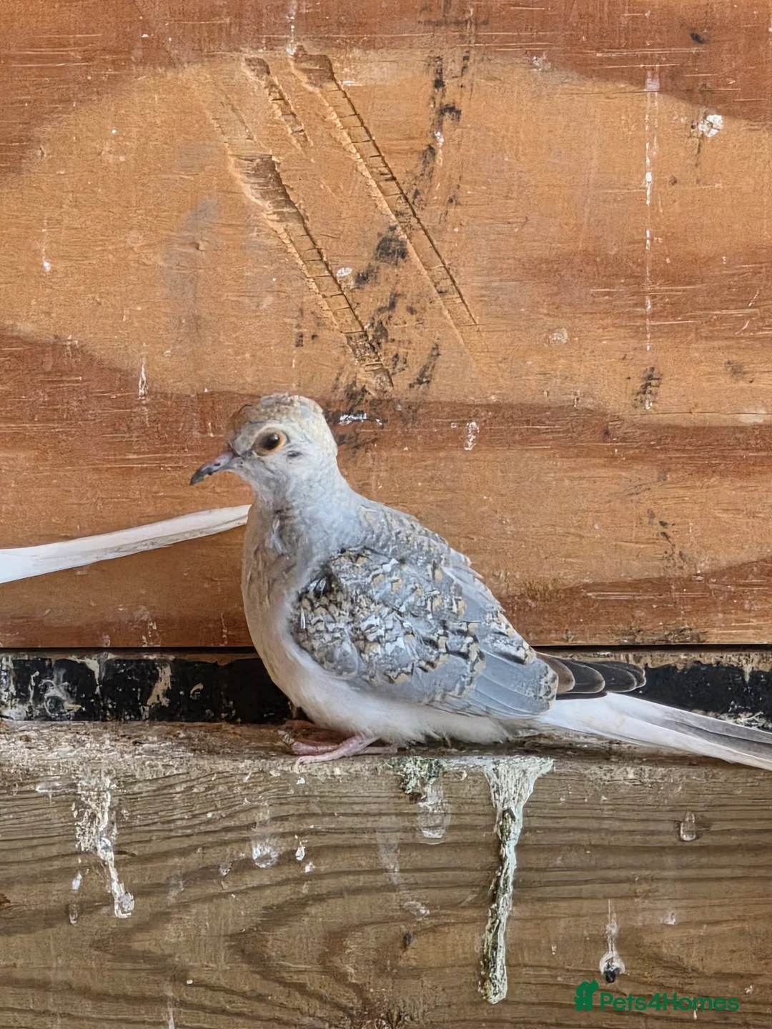 Doves birds for sale: Diamond dove - Advert 1