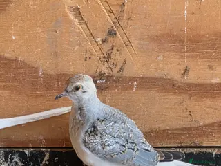 Doves birds Diamond dove - Advert 17