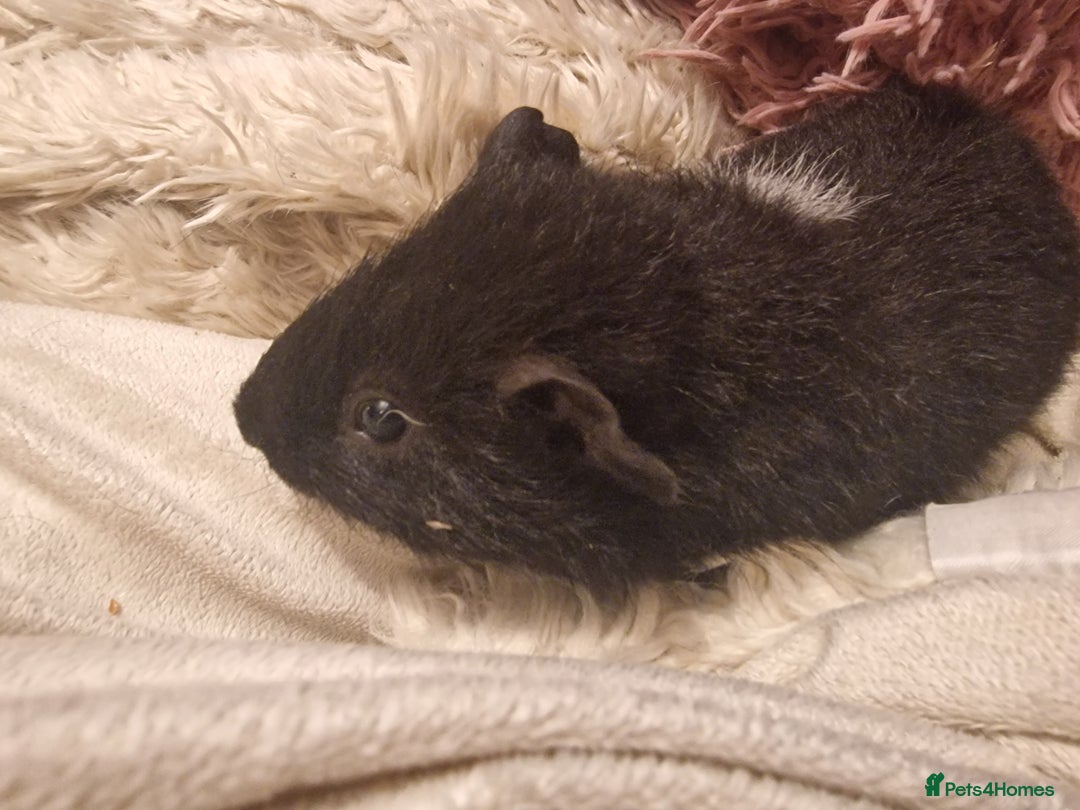 Guinea Pig rodents for sale: 5 beautiful gineapigs 4 boys 1 girl available now - Advert 21