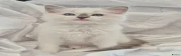 Ragdoll cats for sale: Ragdall Gccf ChampionBloodlines DNA TESTED - Advert 21