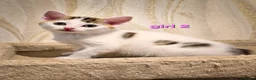 Mixed Breed cats for sale: 8 Adorable Kittens Looking for Their New Homes - Advert 8
