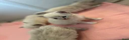 Ragdoll cats for sale: 7 beautiful ragdoll kittens  - Advert 24