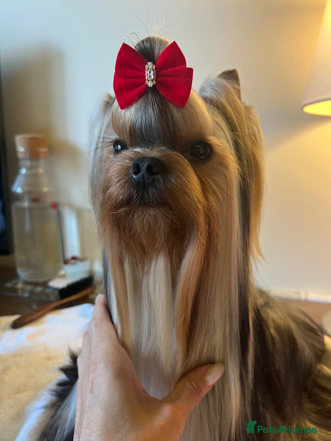 Yorkshire Terrier dogs for stud: ✨ EXCEPTIONAL YORKSHIRE TERRIER ✨ - Advert 7