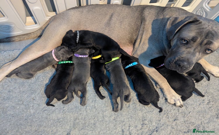 Cane Corso dogs - Advert 1