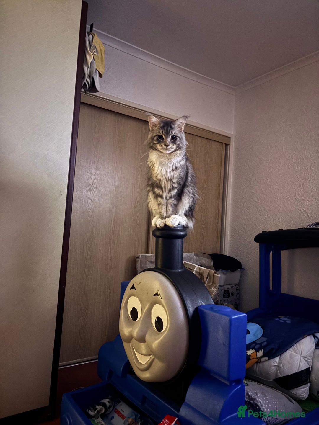 Maine Coon cats for sale: 5 Maine coon babies  - Advert 32