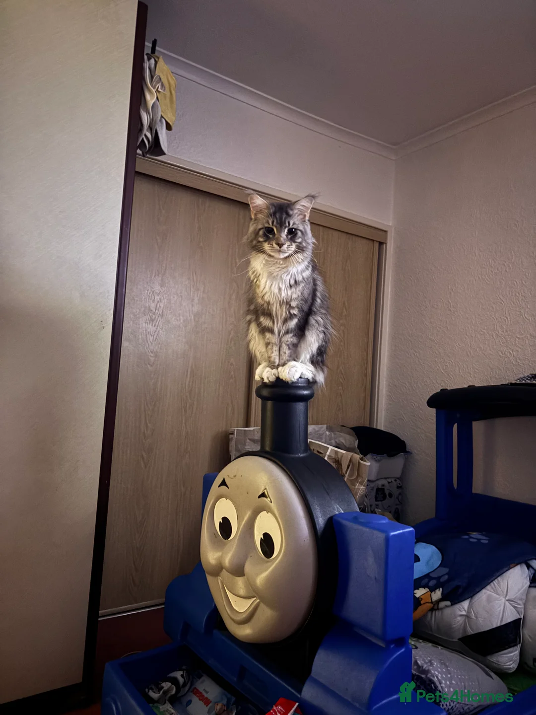 Maine Coon cats for sale: Maine coon kittens  - Advert 7