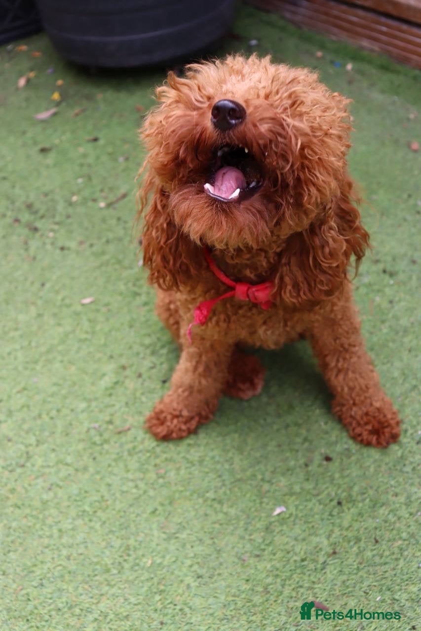 Cockapoo dogs for sale: Stunning F1 puppies Champions Bloodlines  - Advert 3