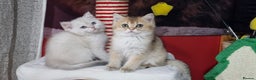 British Shorthair cats for sale: British shorthair pedigree kittens - Advert 19