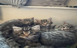 Domestic Shorthair cats for sale: Adorable Kittens - 4 available. Grey & Tabby - Image 7
