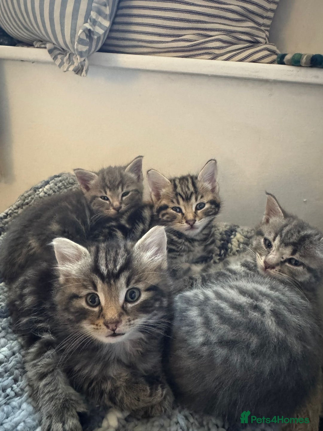 Domestic Shorthair cats for sale: Adorable Kittens - 4 available. Grey & Tabby - Image 7