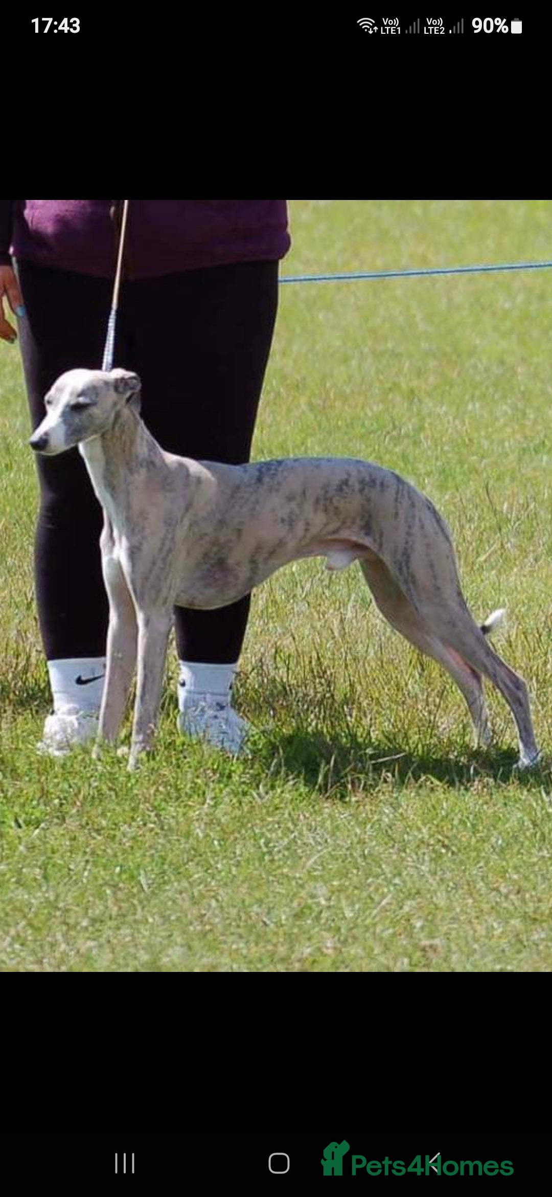 Whippet dogs for sale: Stunning whippet puppies  - Advert 20