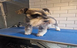 Miniature Schnauzer dogs for sale: Stunning miniature schnauzers  - Advert 7