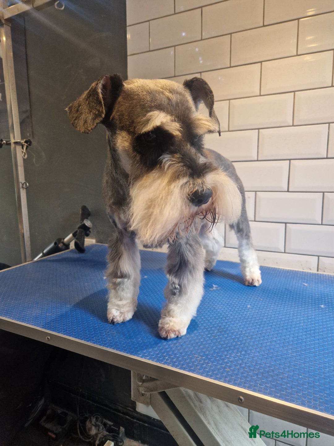Miniature Schnauzer dogs for sale: Stunning miniature schnauzers  - Advert 7