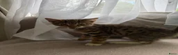 Mixed Breed cats for sale: Kittens available now  - Advert 10