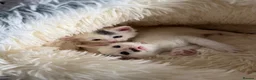Mixed Breed cats for sale: Beautiful Kittens  - Advert 11