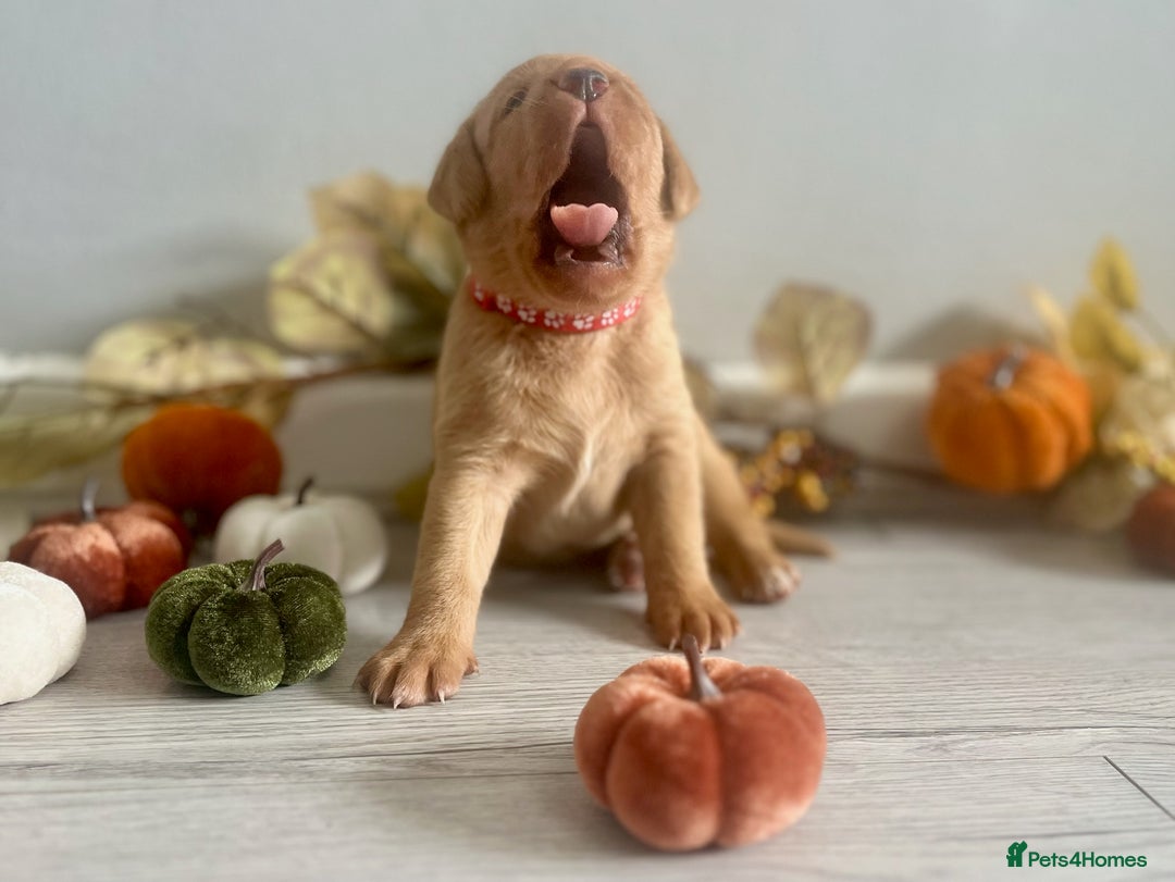 Labrador Retriever dogs for sale: Yellow Labrador Puppies - Image 5