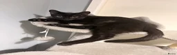Mixed Breed cats for sale: 3 male kittens  - Advert 4
