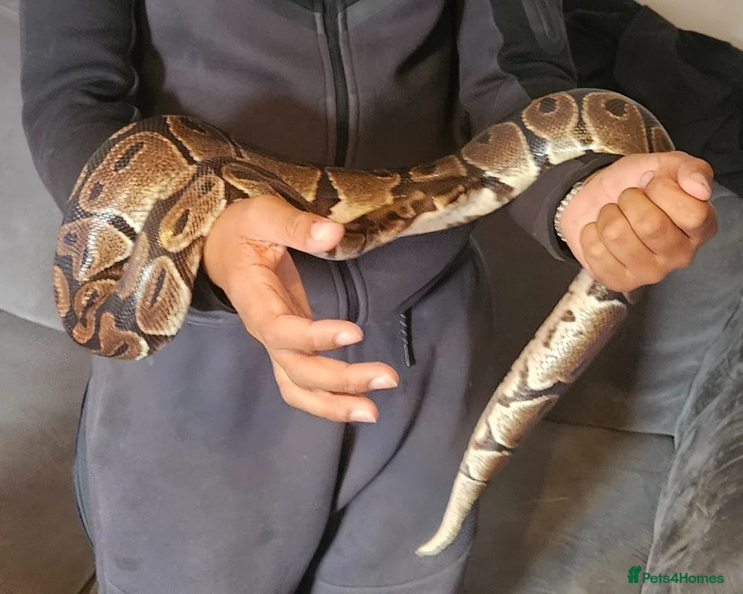 Python Snake reptiles for sale: 2 x Royal python snakes  - Advert 4