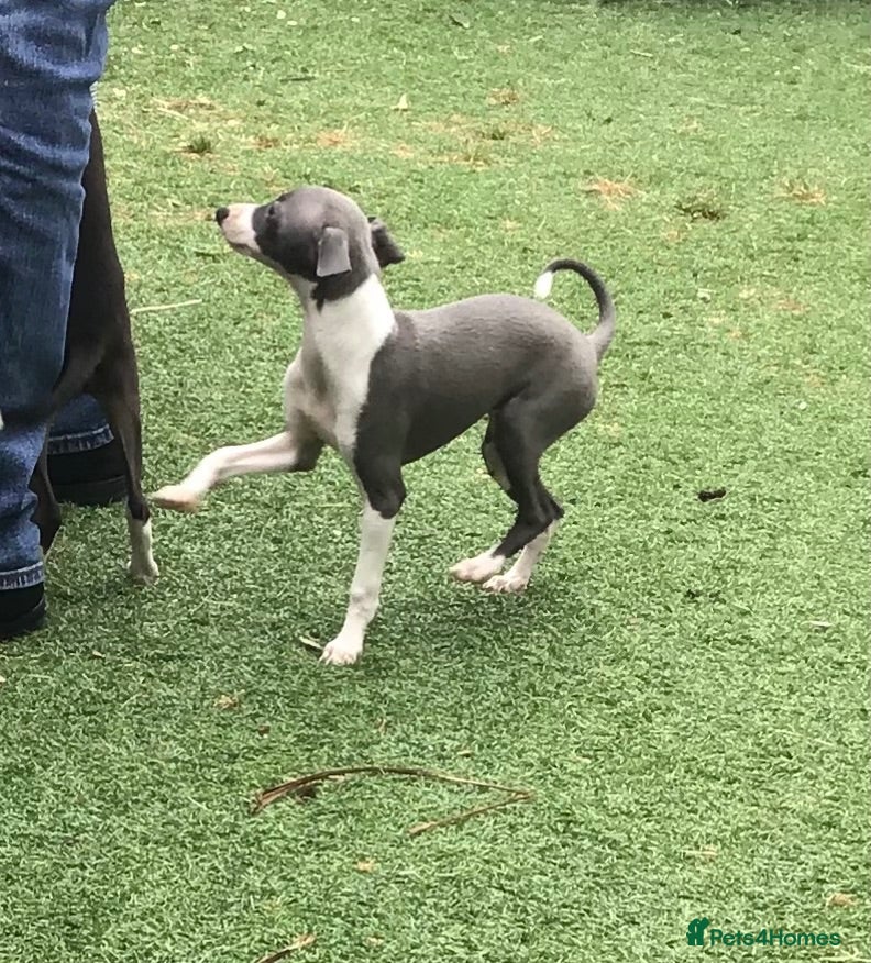 Italian Greyhound dogs Quality female available  - Advert 2