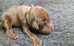 Dobermann dogs for sale: Top line doberman puppies - Image 7