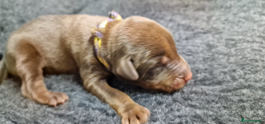 Dobermann dogs for sale: Top line doberman puppies - Image 7