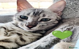Bengal cats for sale: Only 2 boys left in Saint Helens - Image 7