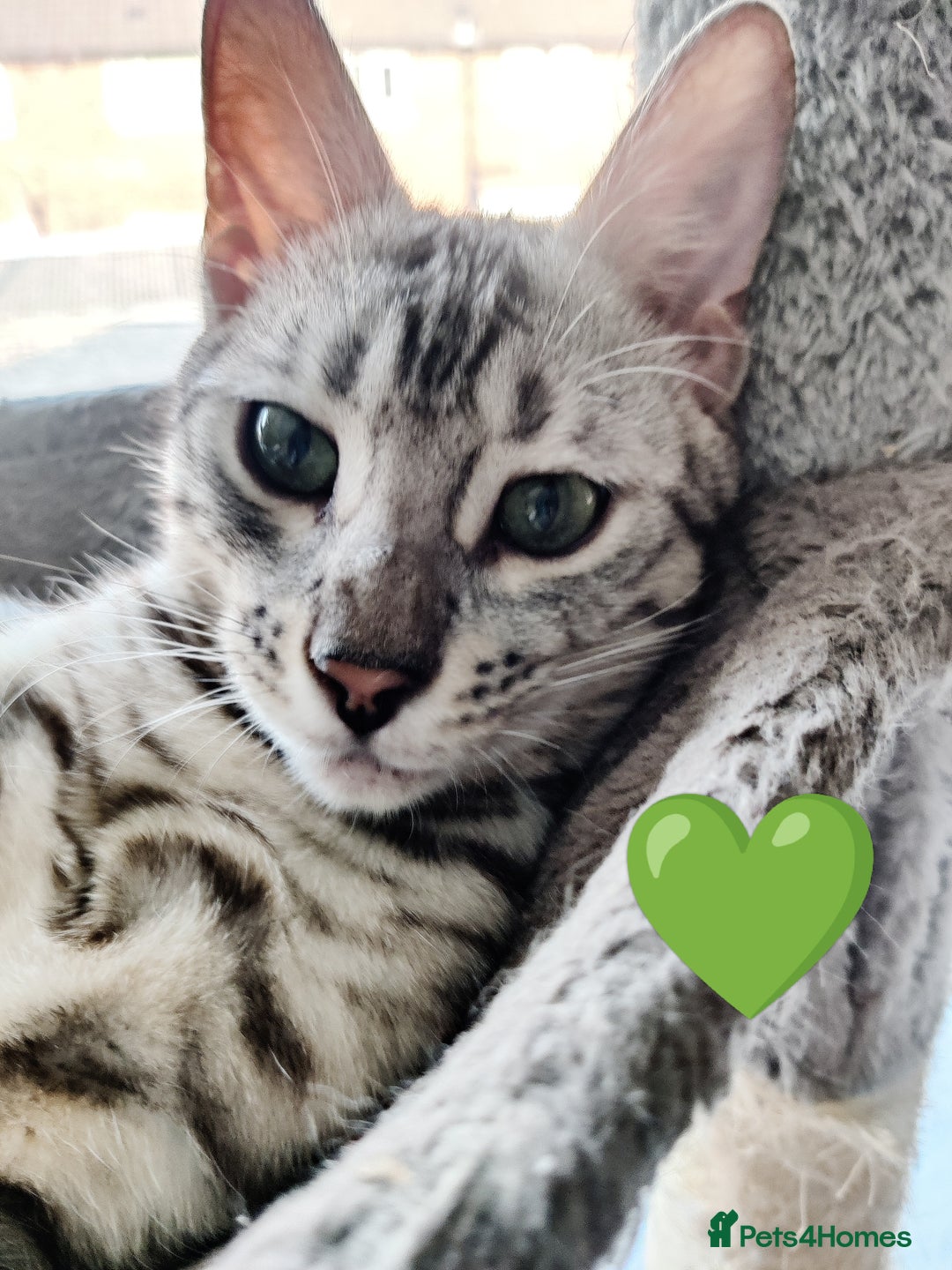 Bengal cats for sale: Only 2 boys left in Saint Helens - Image 7