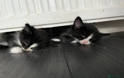 Mixed Breed cats for sale: 6 kittens for sale  - Image 2