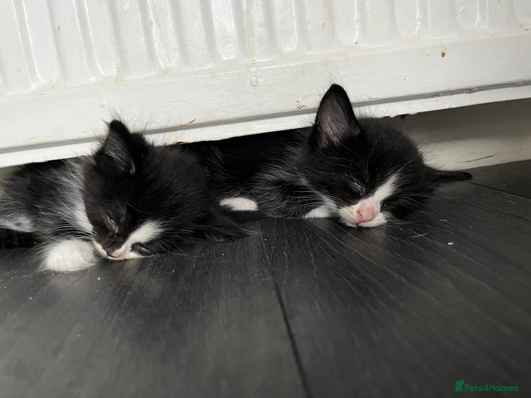 Mixed Breed cats for sale: 6 kittens for sale  - Image 2
