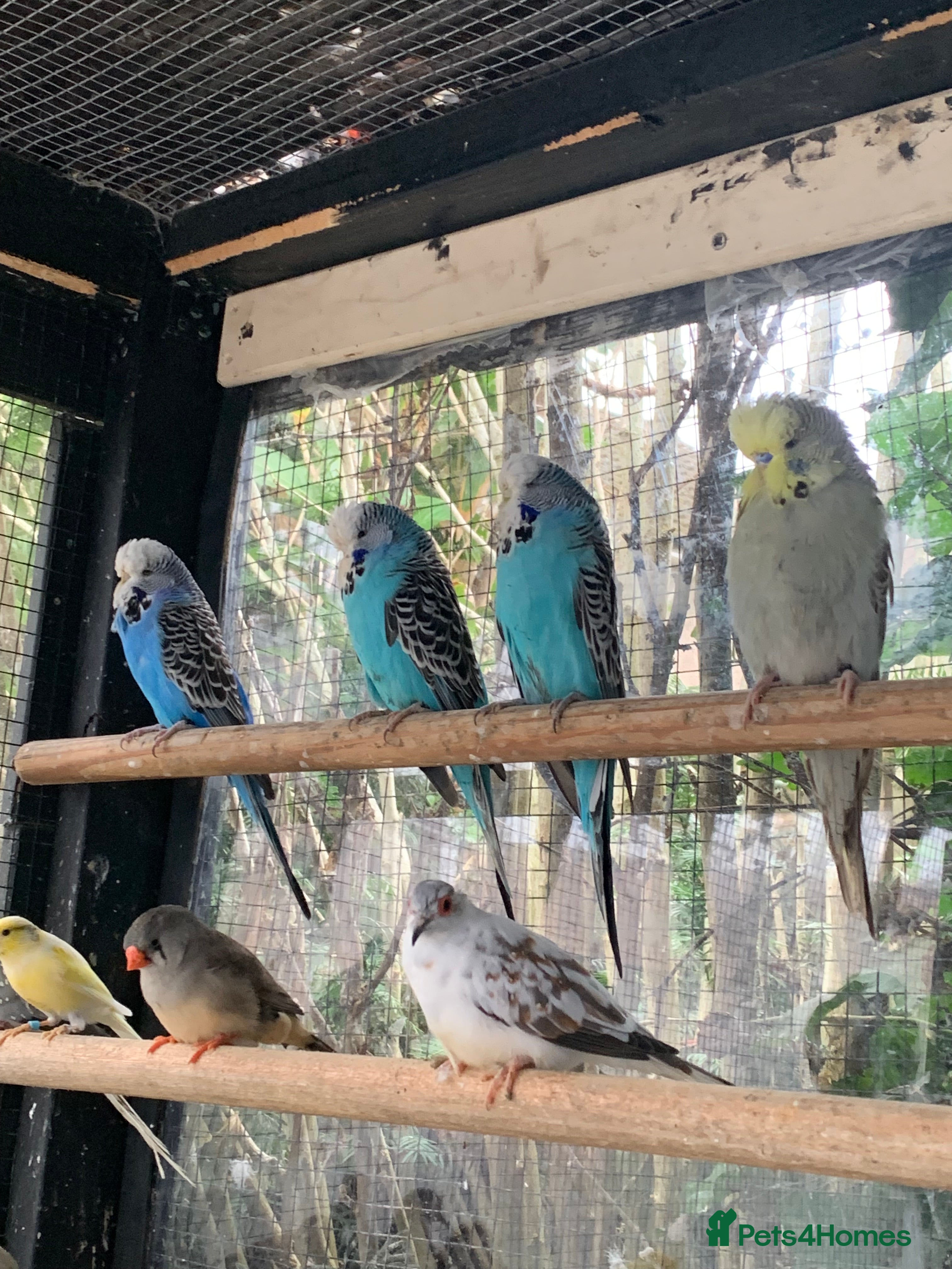 Budgerigars birds Exhibition style Budgies for sale - Advert 22