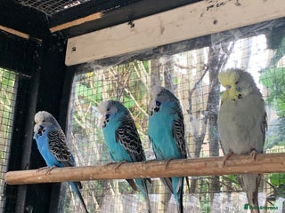 Budgerigars birds for sale - Advert 1