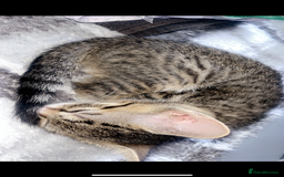 Domestic Shorthair cats for sale: 6 kittens 3 x tabby 3 x black - Image 2