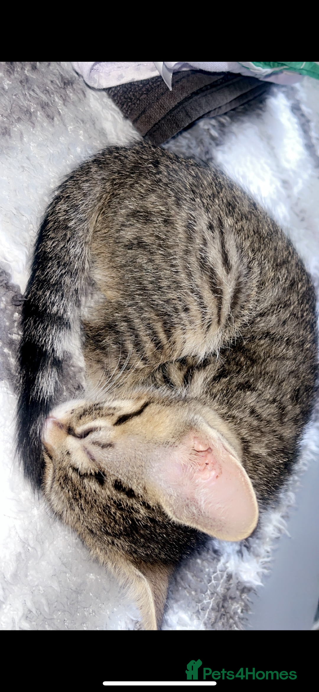 Domestic Shorthair cats for sale: 6 kittens 3 x tabby 3 x black - Image 2