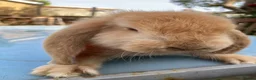 French Lop rabbits for sale: French Lop Bunnies in London - Advert 8