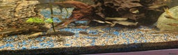 Plecos fish for sale: Plecos and guppies  - Advert 2