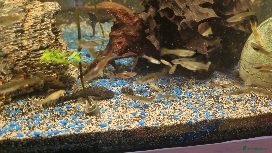 Plecos fish for sale: Plecos and guppies  - Advert 2
